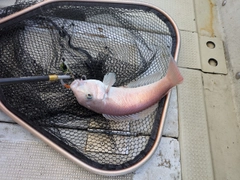 シロアマダイの釣果