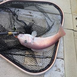 シロアマダイ