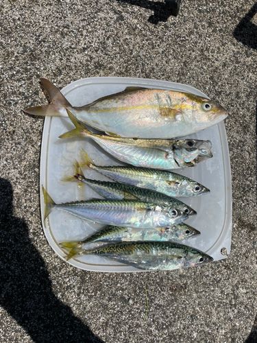 サバの釣果