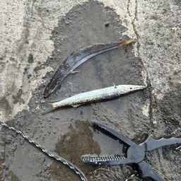 カマス