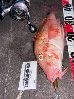 ホウライヒメジの釣果