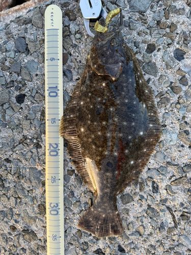 ヒラメの釣果
