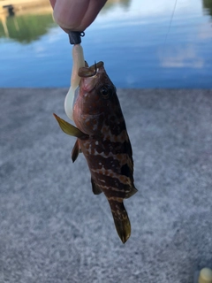 キジハタの釣果