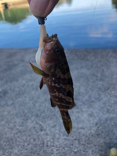キジハタの釣果