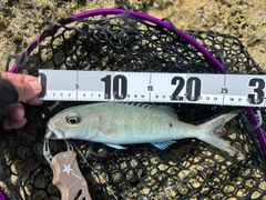 アオチビキの釣果