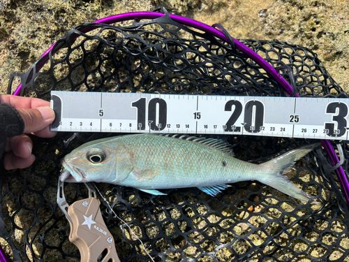 アオチビキの釣果
