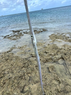 アオヤガラの釣果