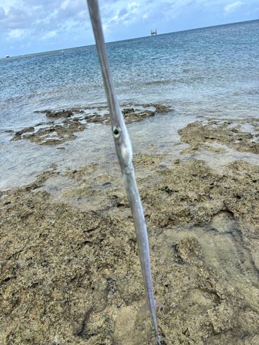 アオヤガラの釣果