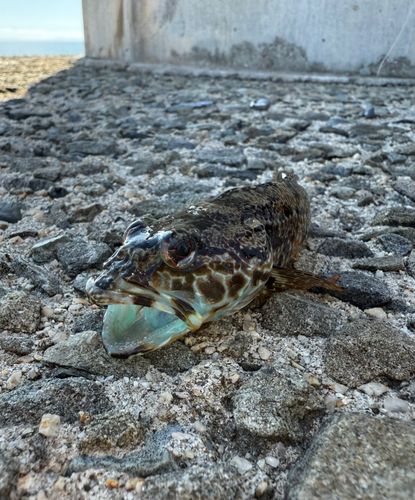 アナハゼの釣果