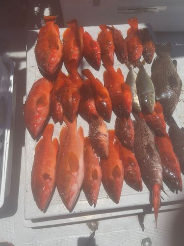 オオモンハタの釣果