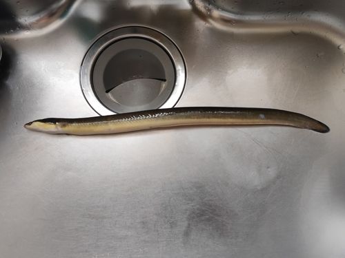 ウナギの釣果