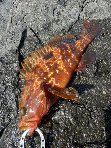 キジハタの釣果