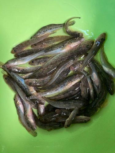 ハゼの釣果