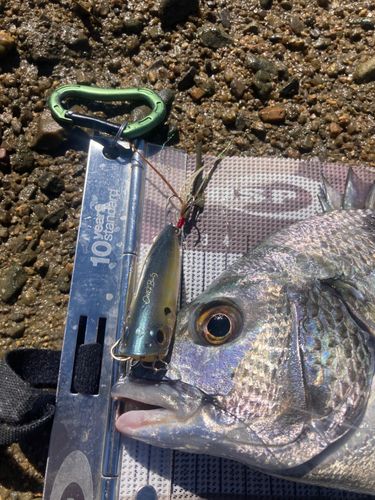 チヌの釣果