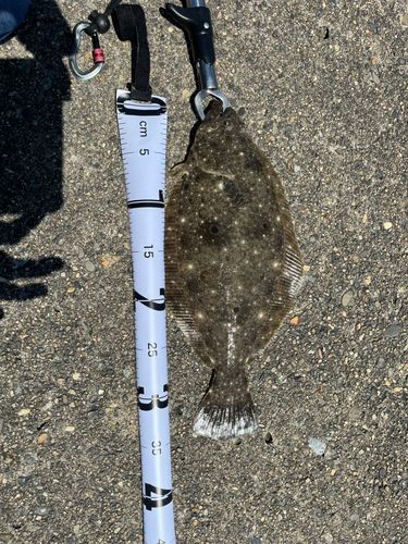 ソゲの釣果