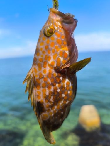 キジハタの釣果