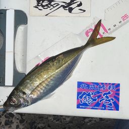 アジ