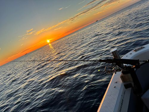 ケンサキイカの釣果