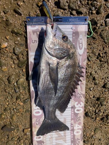 チヌの釣果