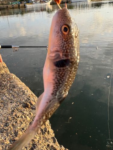 クサフグの釣果