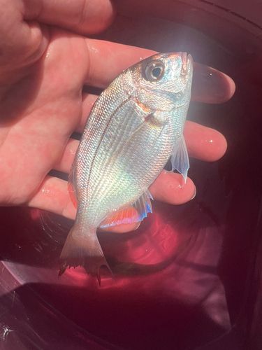 チャリコの釣果