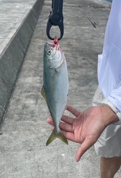 ショッコの釣果