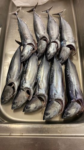 カツオの釣果