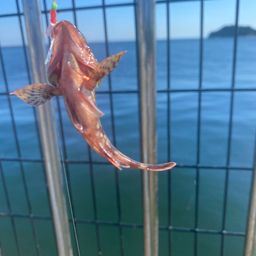 カサゴ