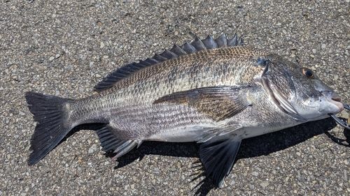 チヌの釣果