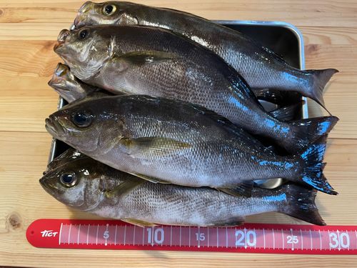 イサキの釣果