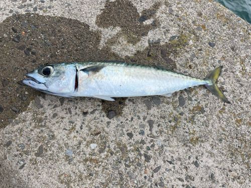 サバの釣果