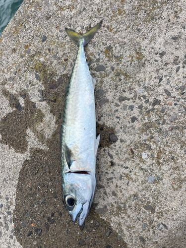 サバの釣果