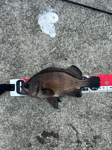 メバルの釣果