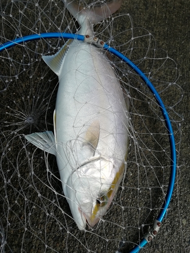 ショゴの釣果