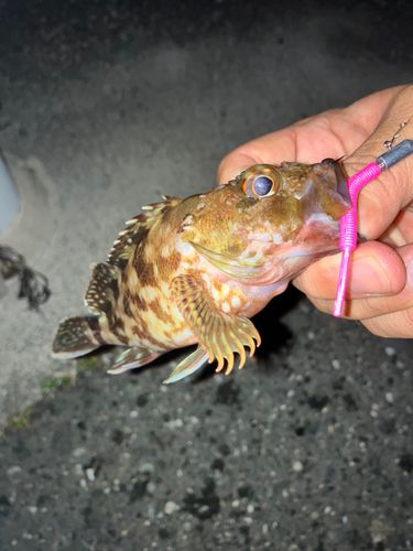 カサゴの釣果