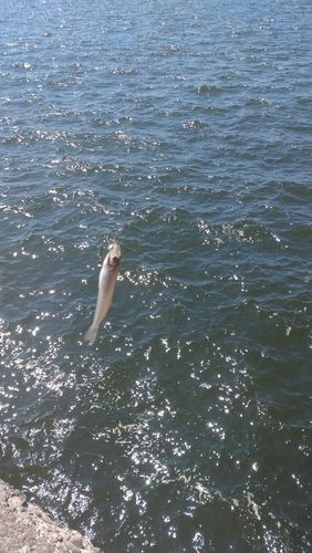 シロギスの釣果
