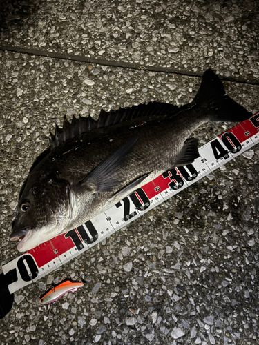 チヌの釣果