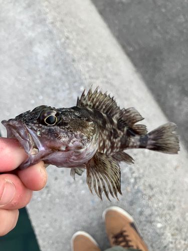 タケノコメバルの釣果