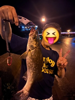 ヒラスズキの釣果