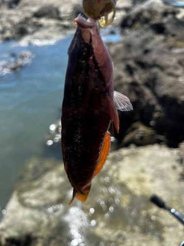 ベラの釣果