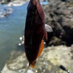 ベラ