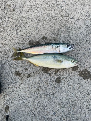 ワカシの釣果