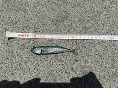 サバの釣果