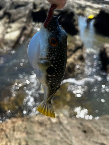 クサフグの釣果