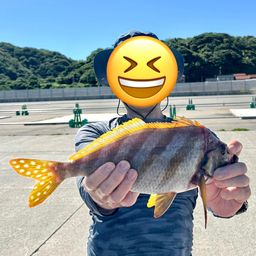 タカノハダイ