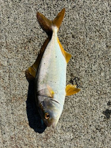 ヒラマサの釣果