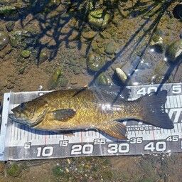 スモールマウスバス