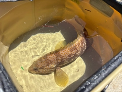 キジハタの釣果