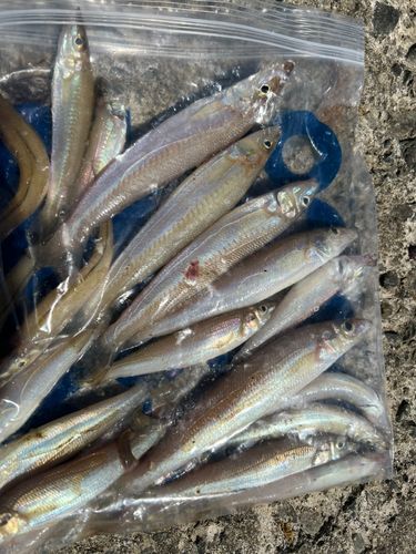 キスの釣果