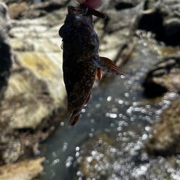 カサゴ